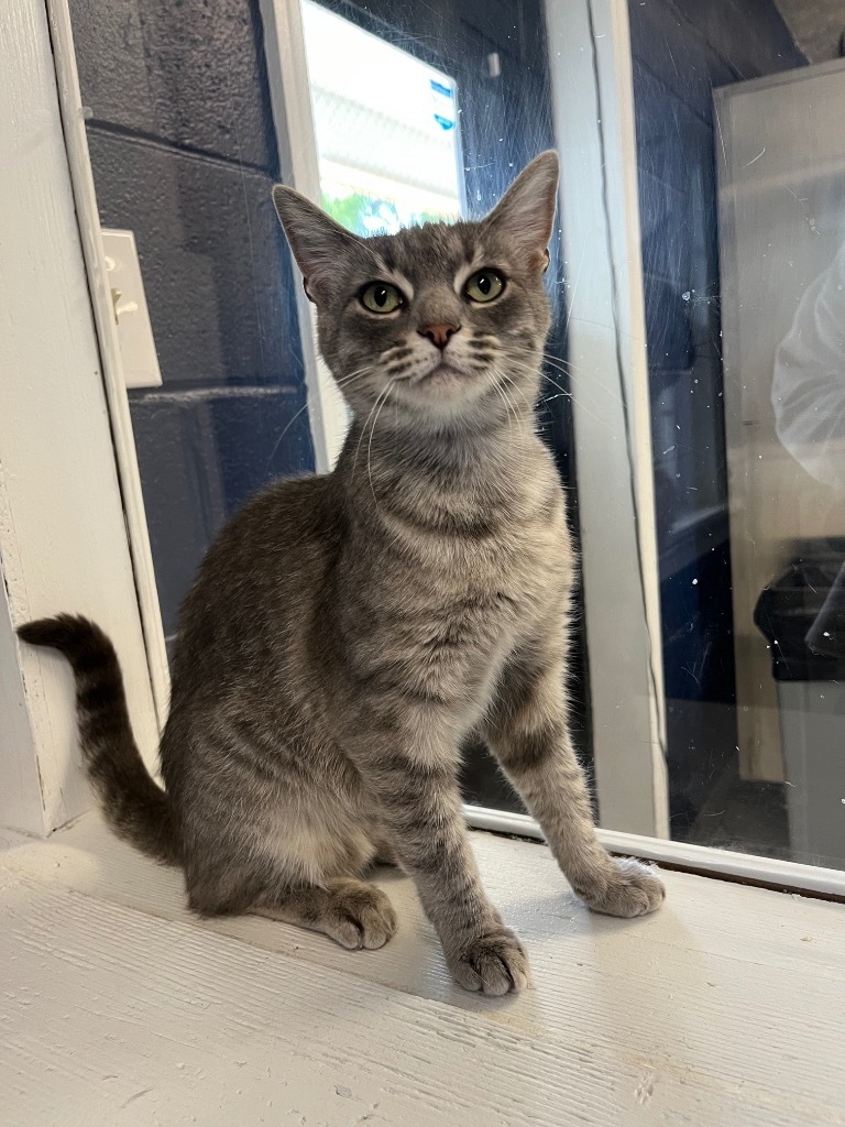 STONE, an adoptable Domestic Short Hair in Athens, AL, 35611 | Photo Image 5