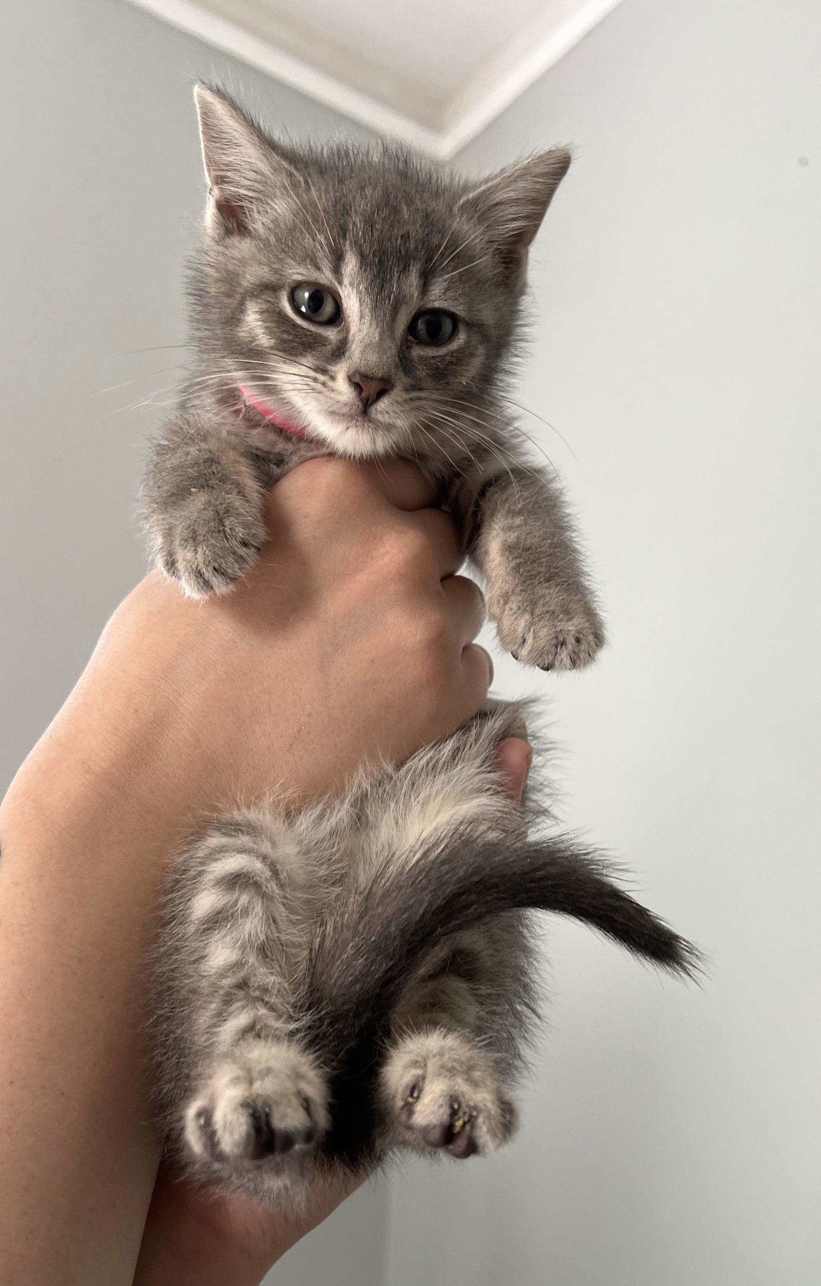 Xf Litter Todd