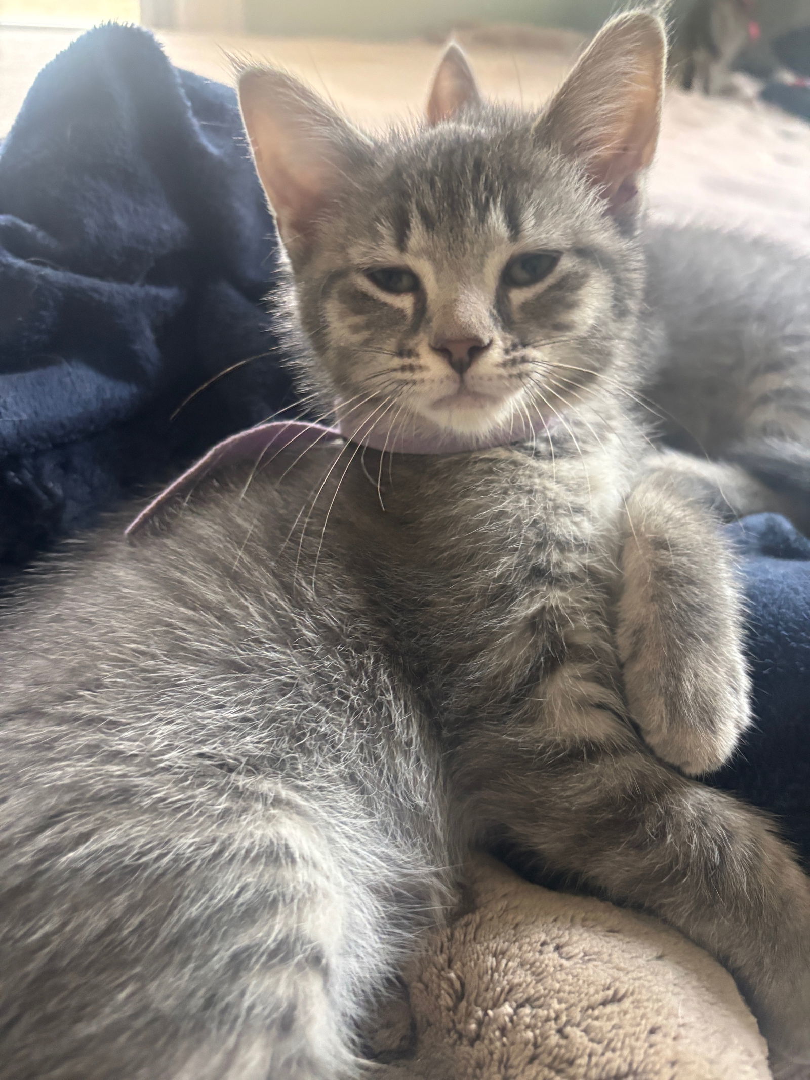 Xf Litter AJay