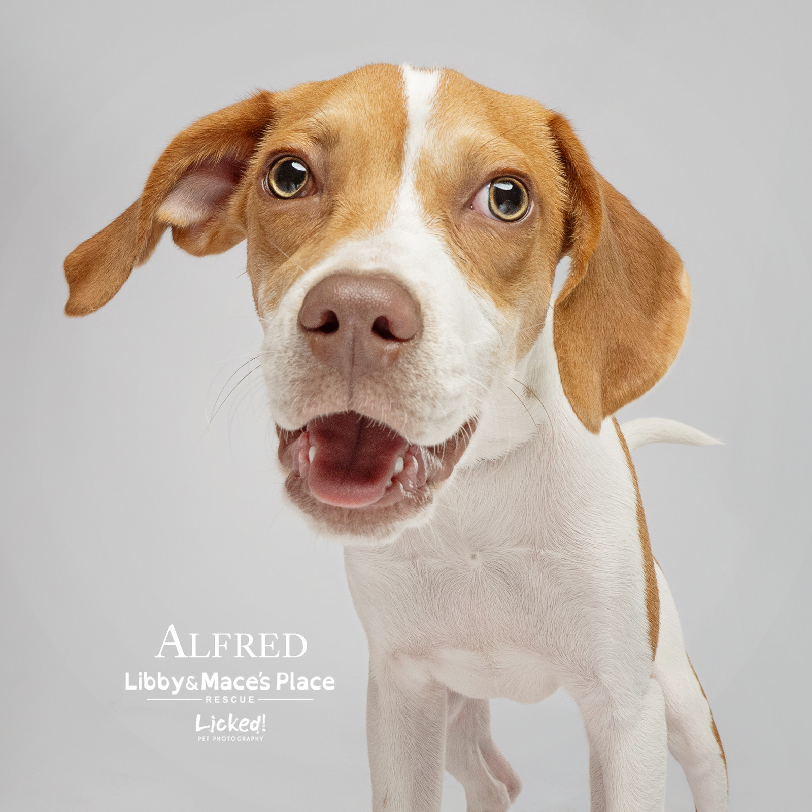 Alfred Von Wigglebottom-Hospice