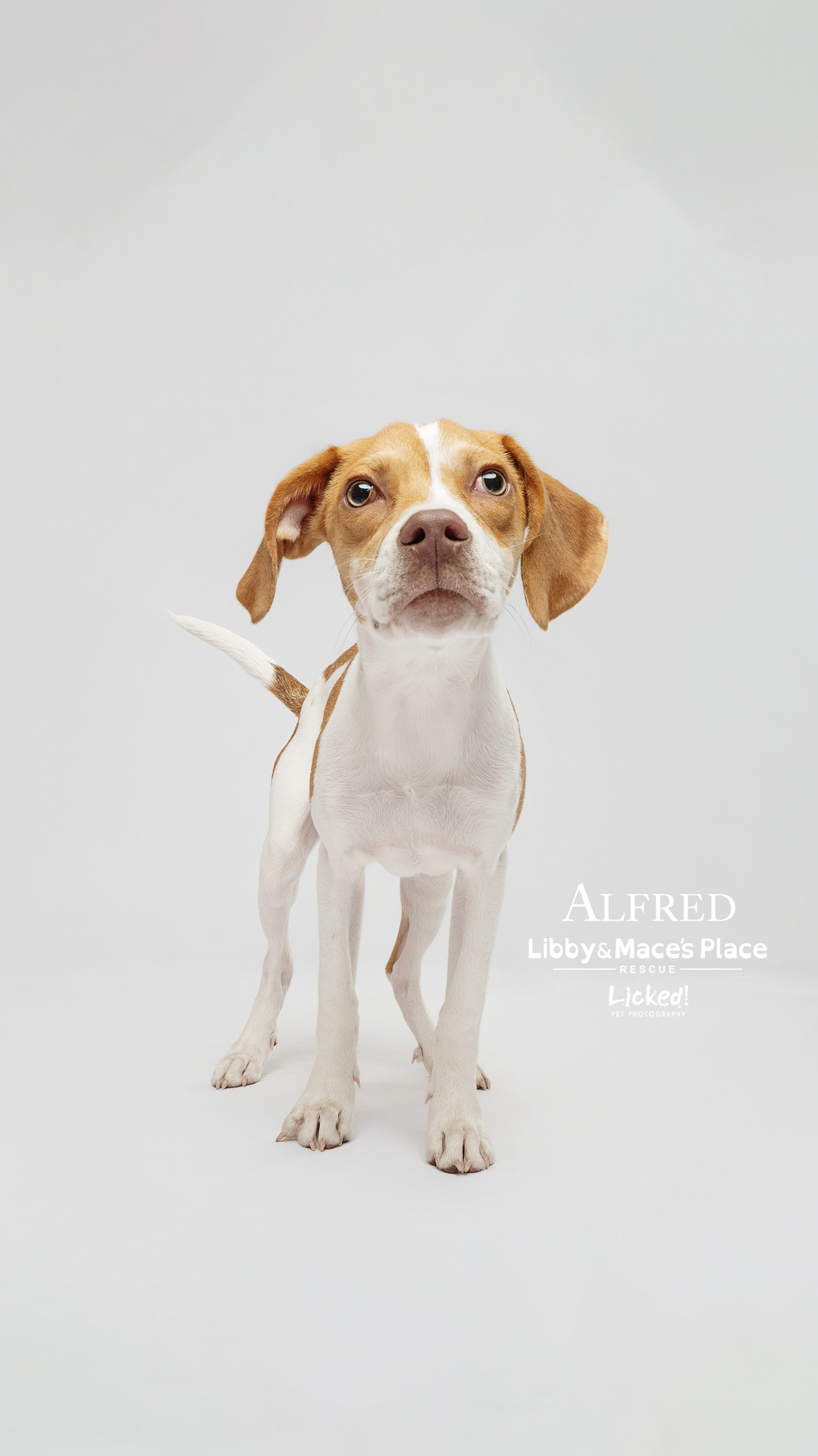 Alfred Von Wigglebottom-Hospice