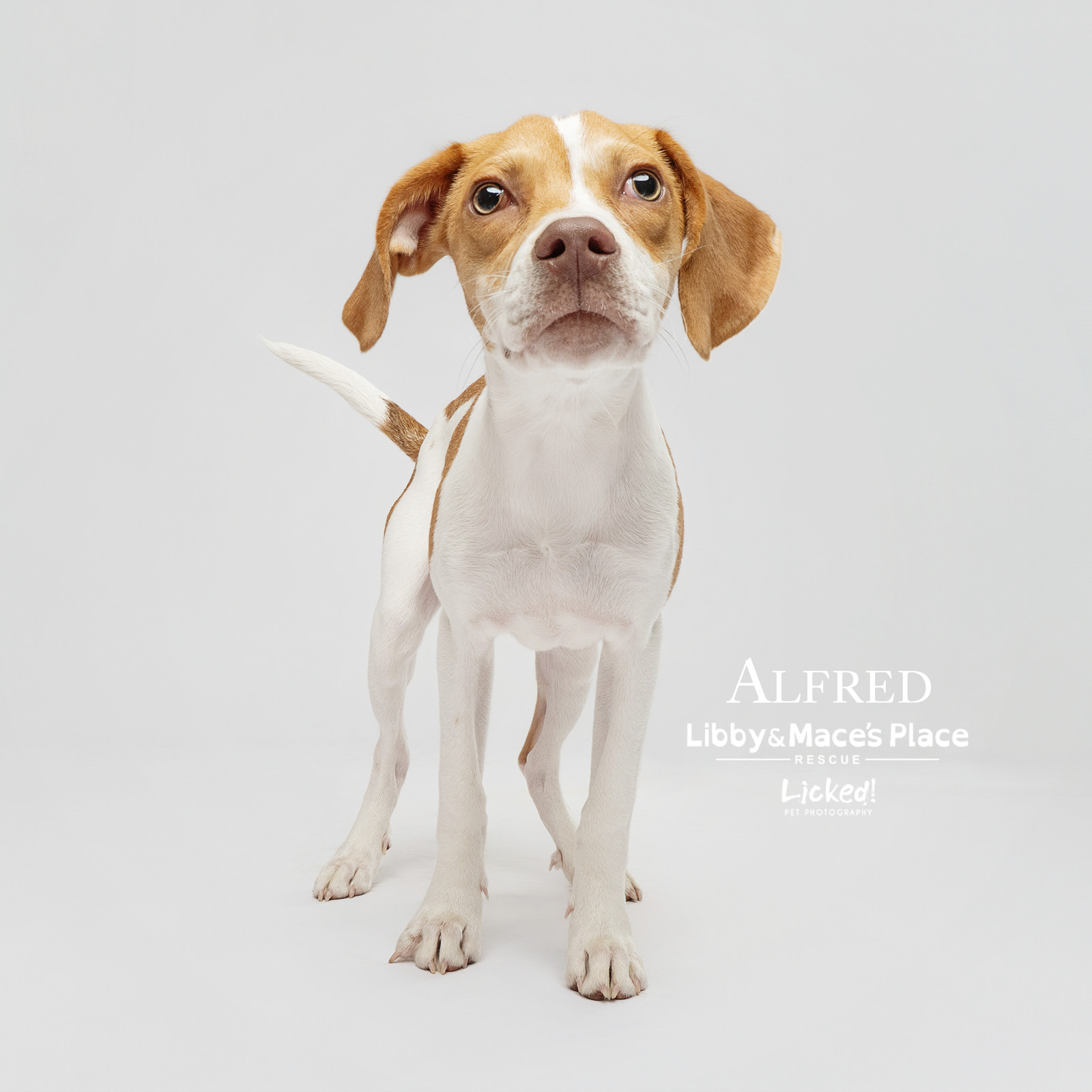 Alfred Von Wigglebottom-Hospice