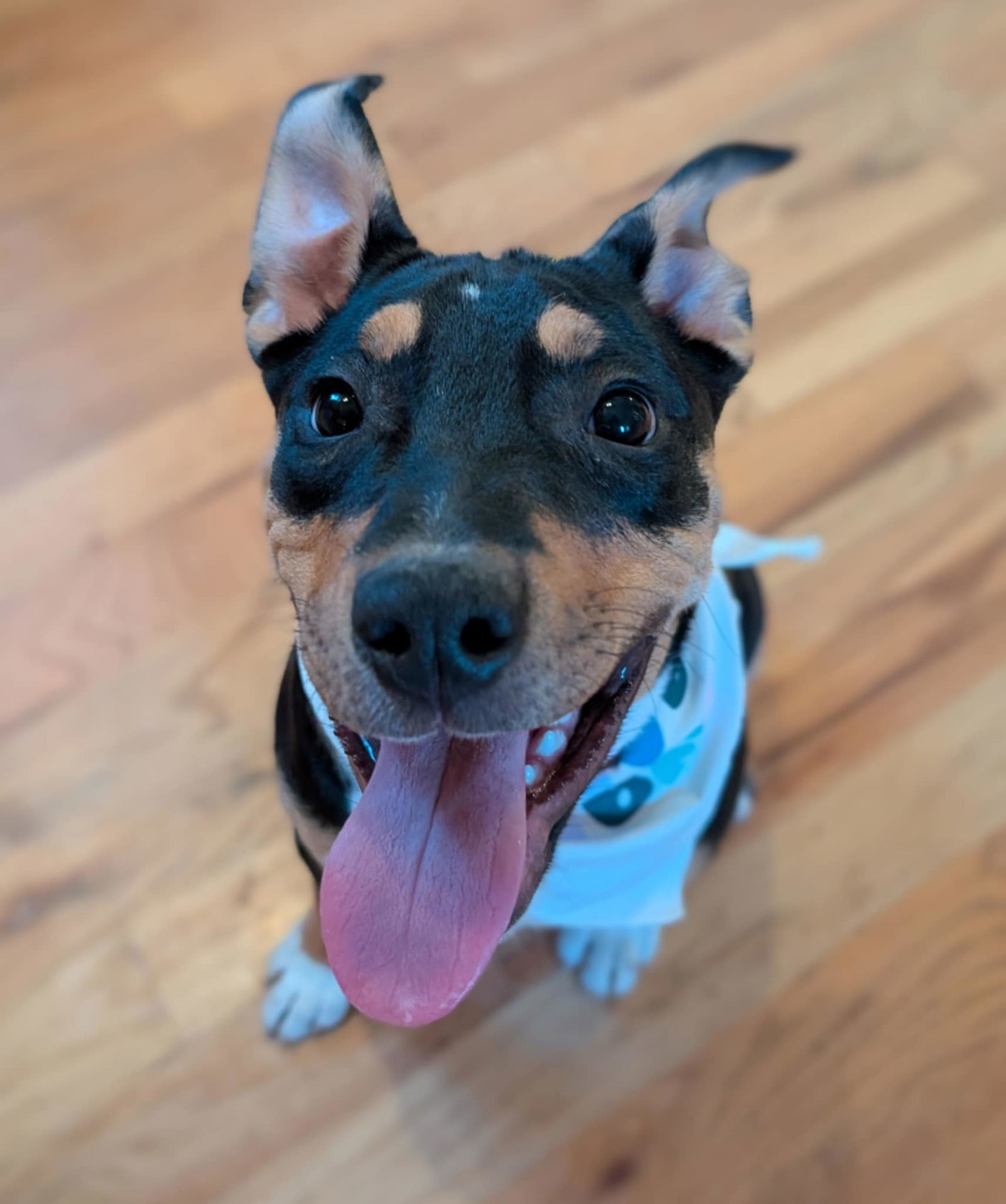 Remy Roo