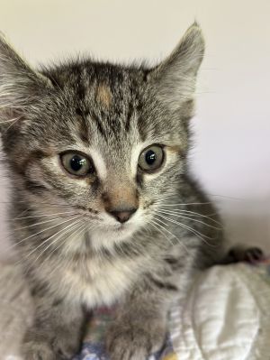 Turritella, Baby Female American Curl