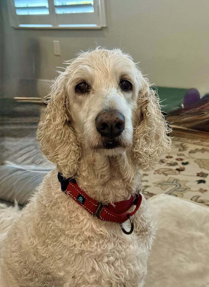 Olivia, an adoptable Goldendoodle in Palm Bay , FL, 32907 | Photo Image 1