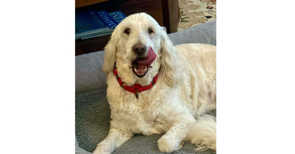 Gigi, an adoptable Goldendoodle in Palm Bay , FL, 32907 | Photo Image 1