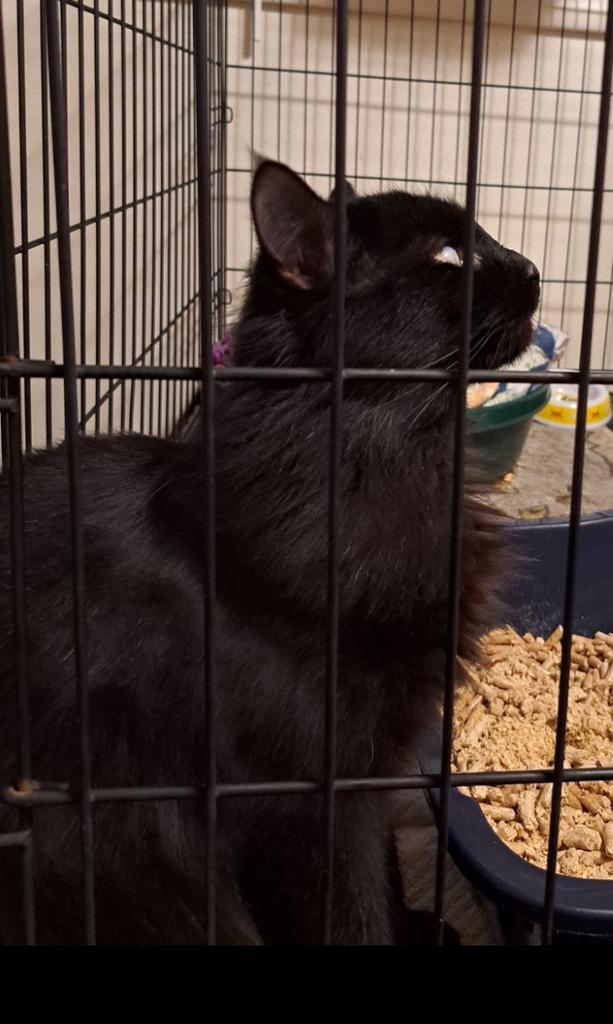 Eyke (Foster Name), an adoptable Domestic Medium Hair in Ontario, OR, 97914 | Photo Image 1