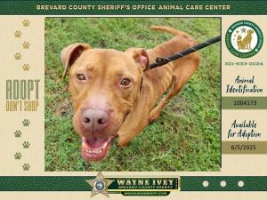 Red, Adult Male Mixed Breed