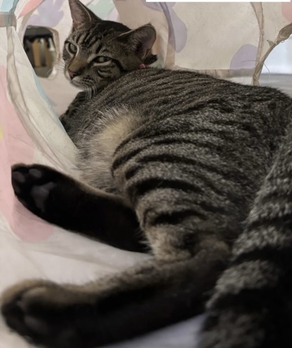 Rhasp (Pounce Cat Cafe)