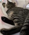 Rhasp (Pounce Cat Cafe) photo 1