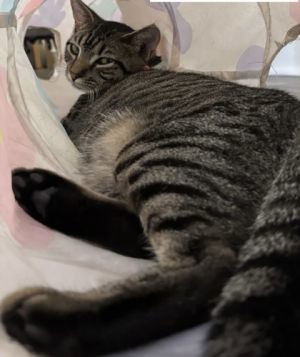 Rhasp (Pounce Cat Cafe), Young Female Domestic Short Hair