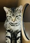Rhasp (Pounce Cat Cafe) photo 2