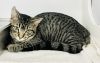 Rhasp (Pounce Cat Cafe) photo 3