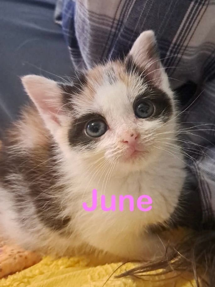 JUNE Kitten (f)