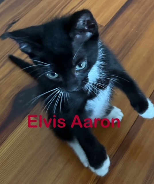 ELVIS AARON