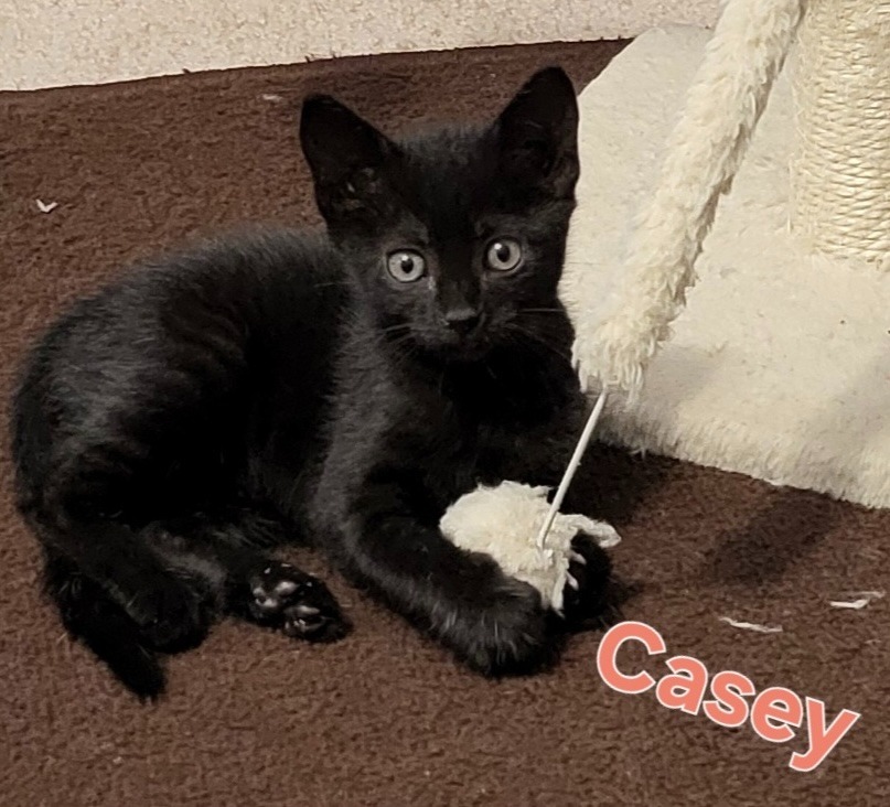 CASEY Kitten (f)