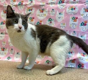 Marbles, Adult Female unknown