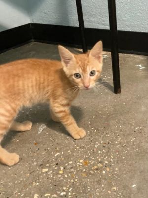 Hi there Im Crab Im still a kitten so everything is new and exciting to me I love to explore