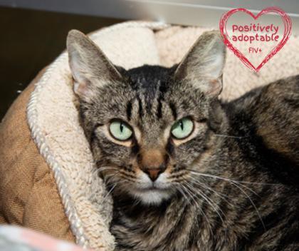 Issac, an adoptable Domestic Short Hair in Longmont, CO, 80501 | Photo Image 1