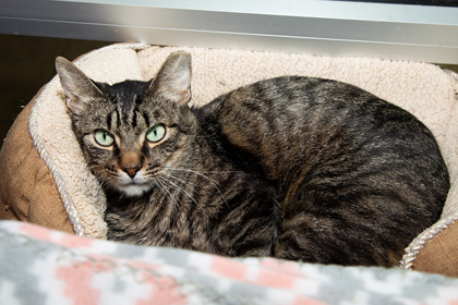 Issac, an adoptable Domestic Short Hair in Longmont, CO, 80501 | Photo Image 2
