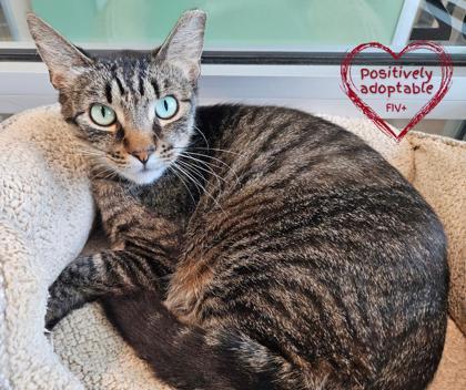Issac, an adoptable Domestic Short Hair in Longmont, CO, 80501 | Photo Image 3