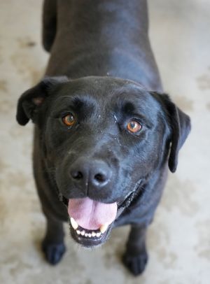 Bo (Blue Collar)SPONSORED, Adult Male Labrador Retriever