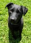 Bo (Blue Collar)SPONSORED photo 2