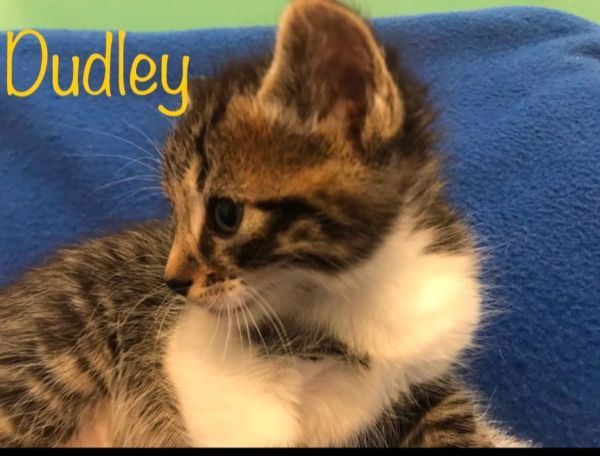 Dudley