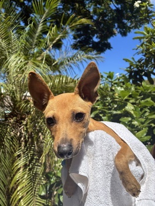Venus, an adoptable Terrier, Mixed Breed in Honolulu, HI, 96826 | Photo Image 1