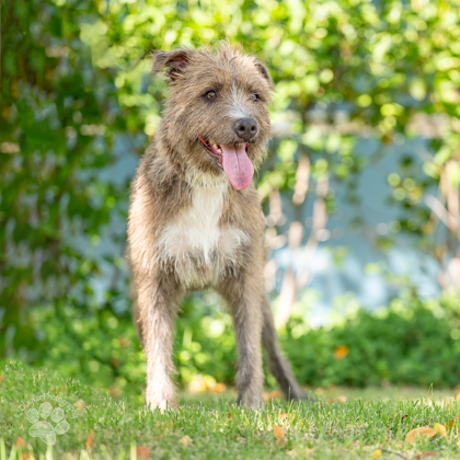 Poppy, an adoptable Terrier, Mixed Breed in Honolulu, HI, 96826 | Photo Image 1