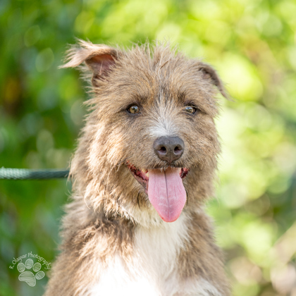 Poppy, an adoptable Terrier, Mixed Breed in Honolulu, HI, 96826 | Photo Image 2