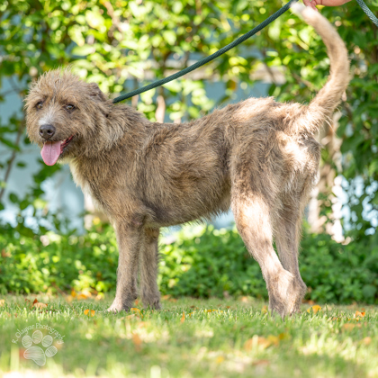 Poppy, an adoptable Terrier, Mixed Breed in Honolulu, HI, 96826 | Photo Image 3