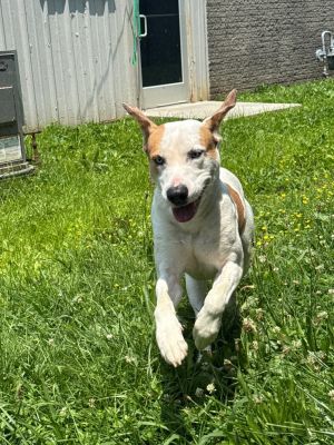 Ezra, Young Male Mixed Breed