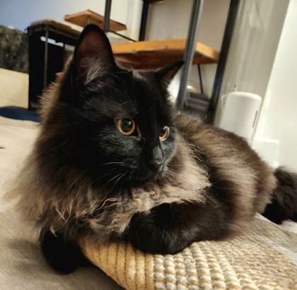 Moxie