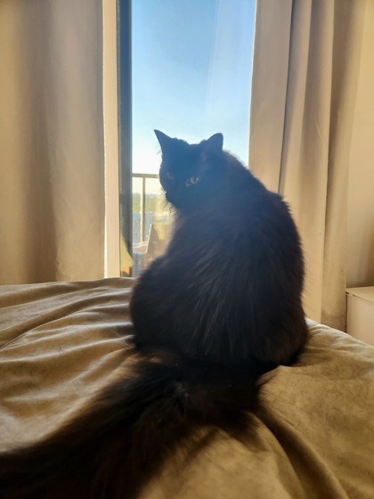 Moxie