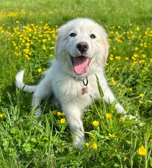 Animal Profile Pixie DOB 31225 and her four siblings are 9-week-old purebred Great Pyrenees pup