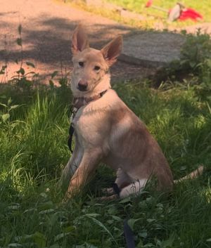Animal Profile Strudel is an estimated 5-month-old female approximately 20lb shepherd mix puppy who