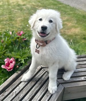 Animal Profile Nugget DOB 31225 and her four siblings are 9-week-old purebred Great Pyrenees pu