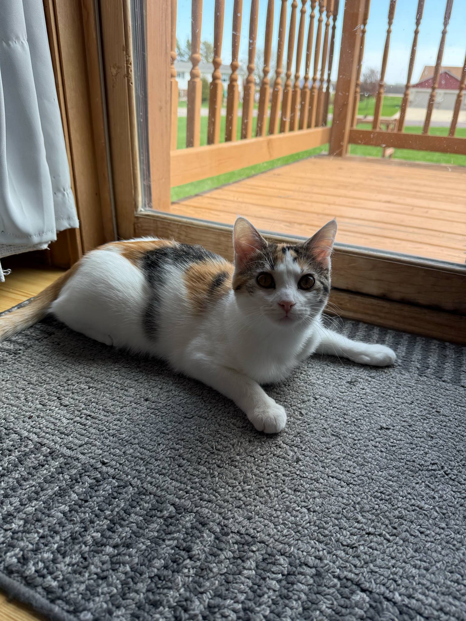 Petunia