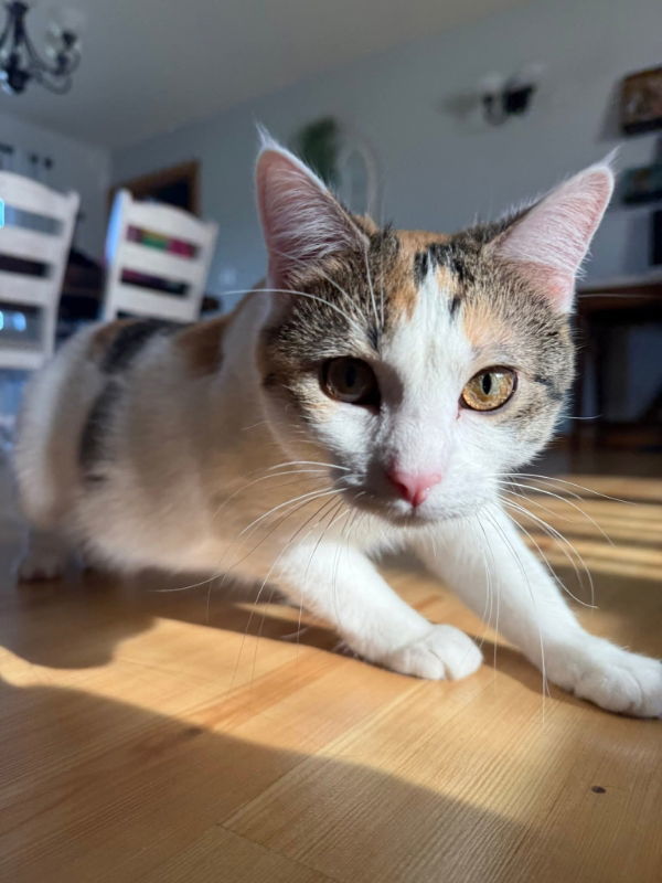 Petunia
