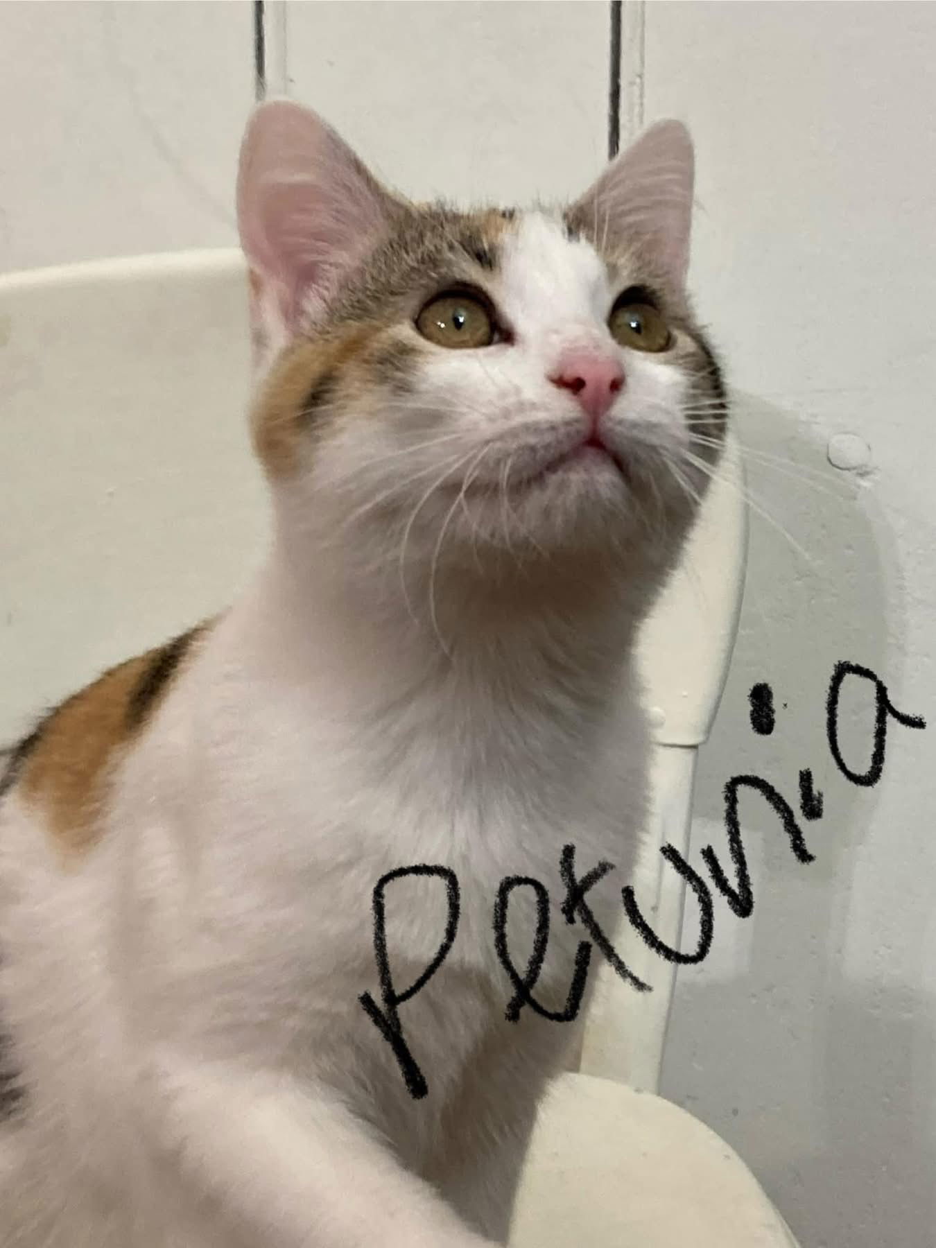 Petunia