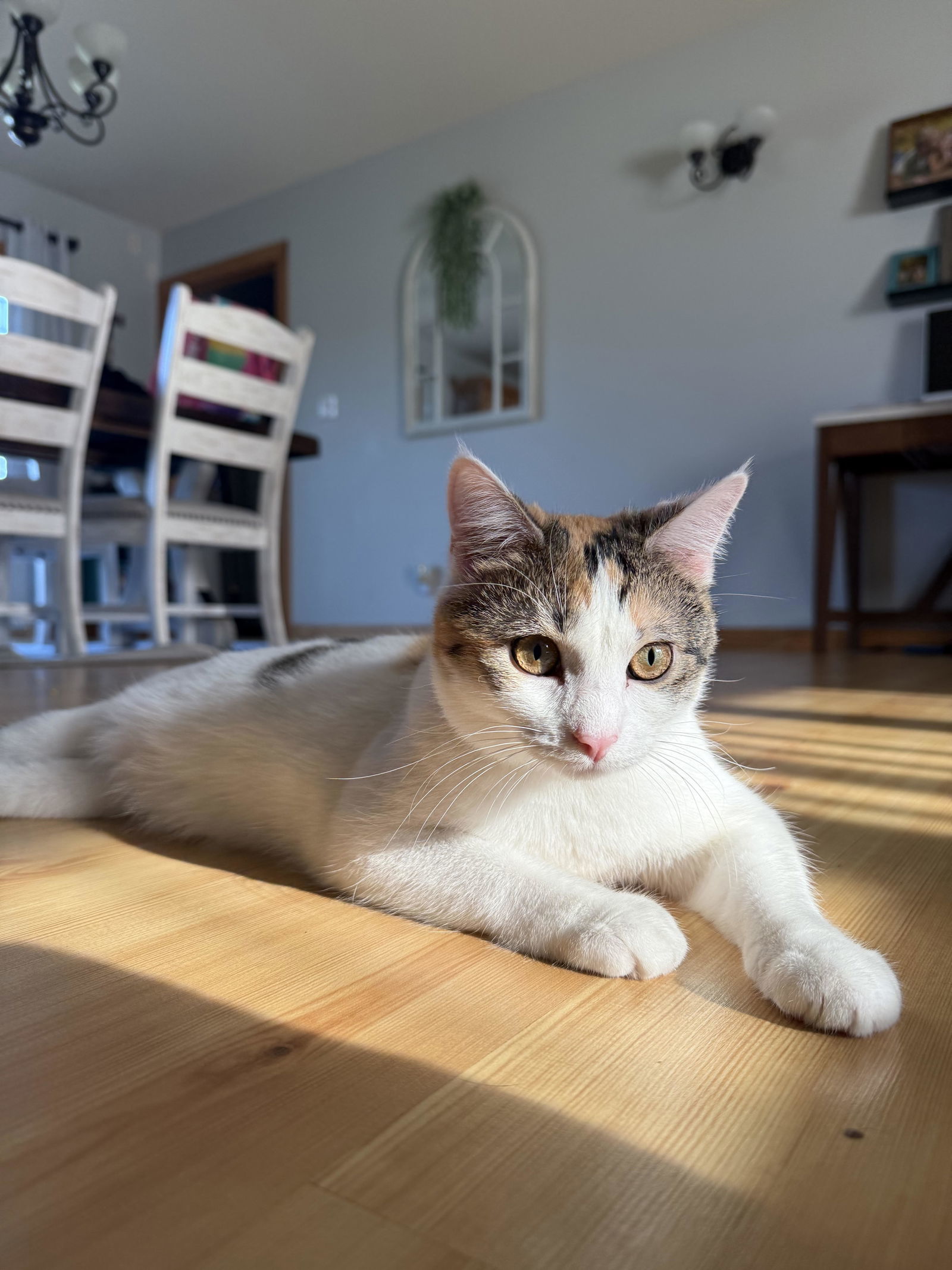 Petunia