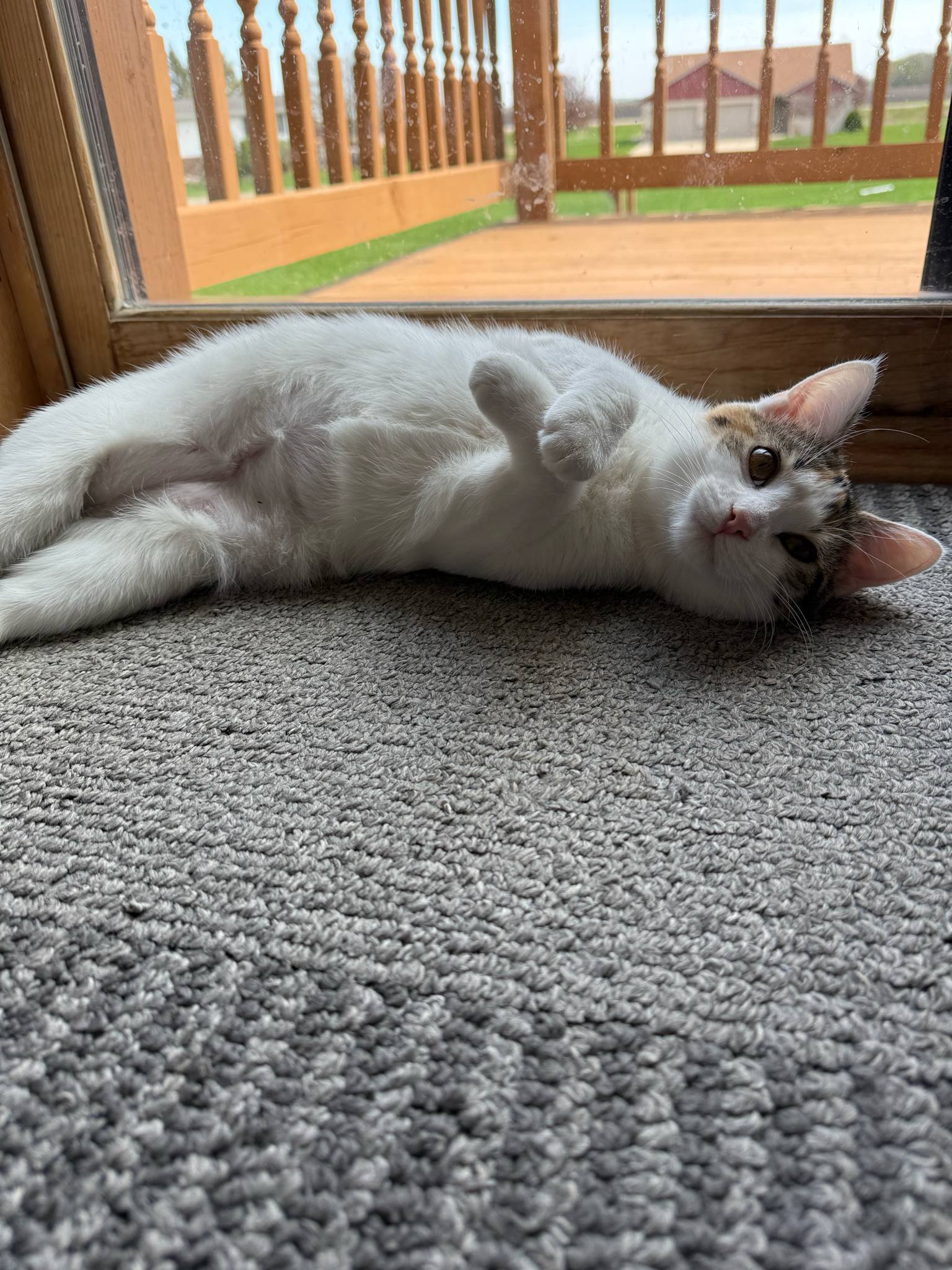 Petunia