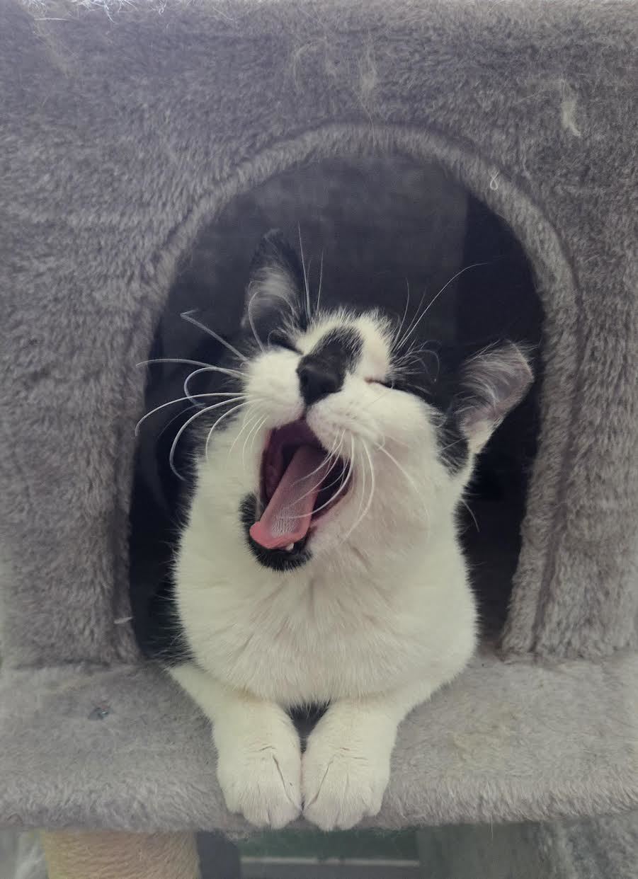 Smudge