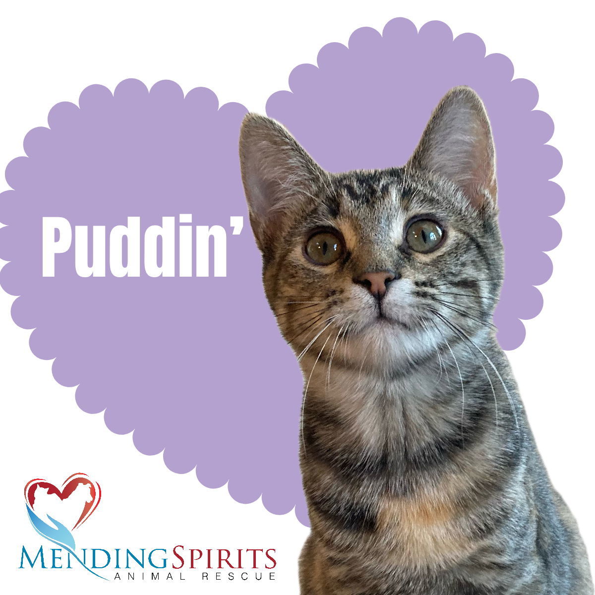Puddin'