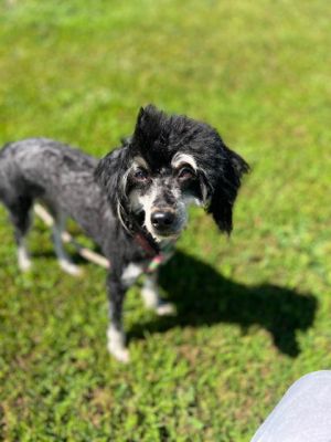 Maxine &#34;Moxie&#34;, Young Female Poodle