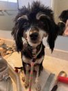 Maxine &#34;Moxie&#34; photo 2