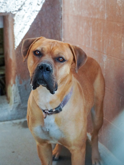 Copper, an adoptable Boerboel, Mixed Breed in Phoenix, AZ, 85032 | Photo Image 2
