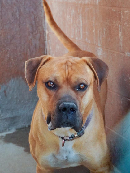 Copper, an adoptable Boerboel, Mixed Breed in Phoenix, AZ, 85032 | Photo Image 3