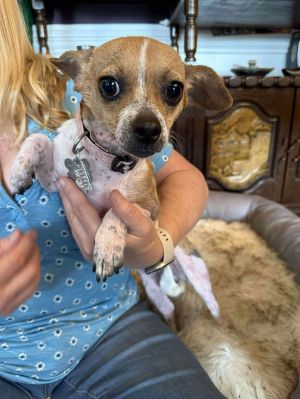 Lily, Adult Female Chihuahua